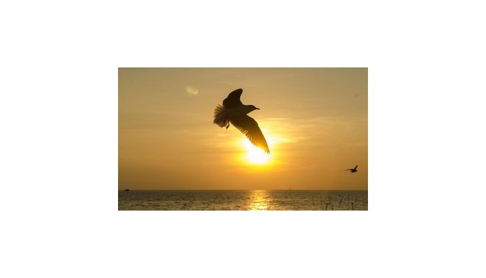 Hotel Swissotel poza 11