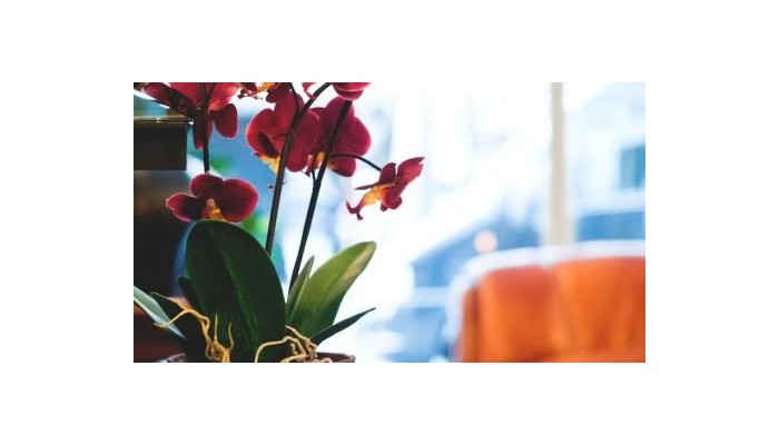 Hotel Batavia poza 5